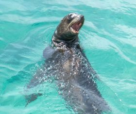 Sea lion in the water Stock Photo 05