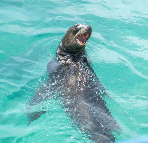 Sea lion in the water Stock Photo 05