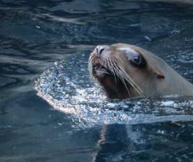 Sea lion in the water Stock Photo 06