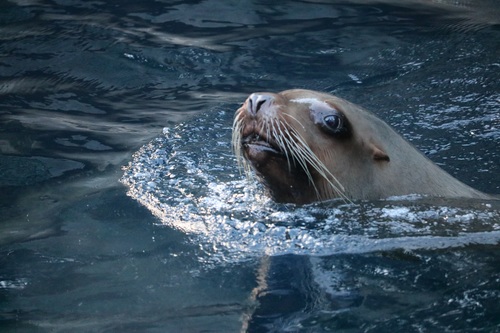 Sea lion in the water Stock Photo 06