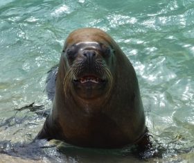 Sea lion in the water Stock Photo 07