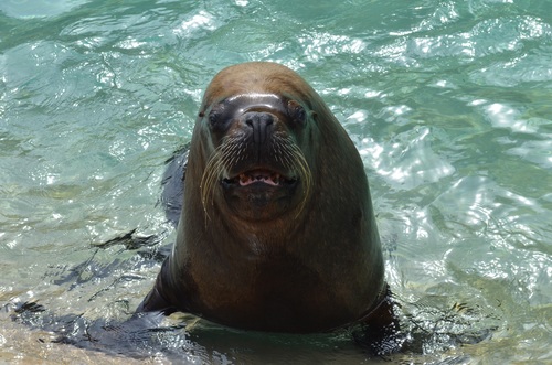 Sea lion in the water Stock Photo 07