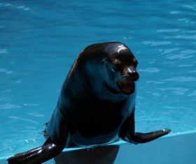 Sea lion in the water Stock Photo 08