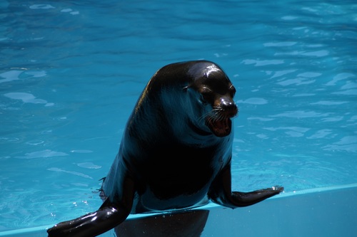 Sea lion in the water Stock Photo 08