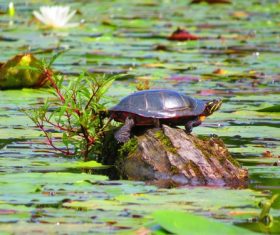 Small turtle in the lotus pond Stock Photo