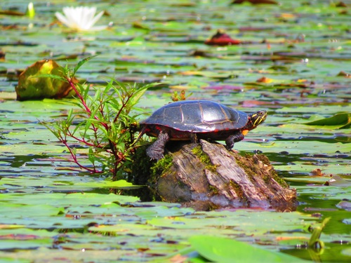 Small turtle in the lotus pond Stock Photo