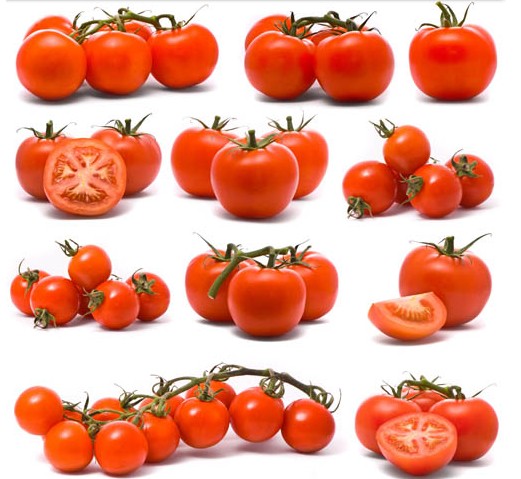 Solar Tomatoes vector graphics