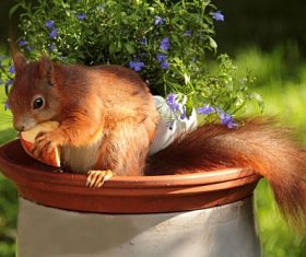 Squirrel eating apple Stock Photo
