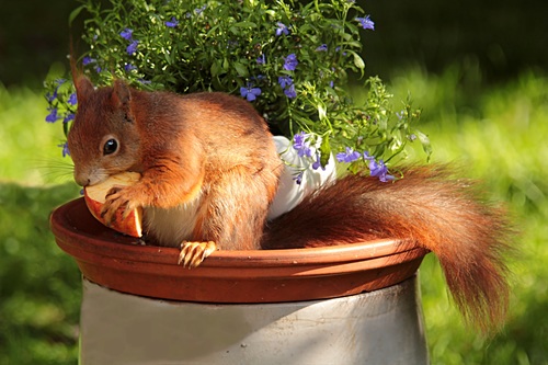 Squirrel eating apple Stock Photo