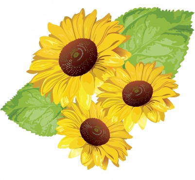 Sunflower set vector