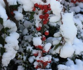 The accumulated snow on red berries Stock Photo