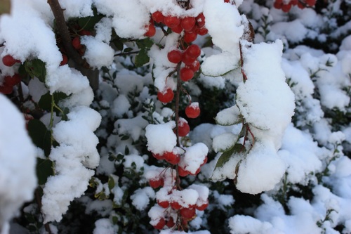 The accumulated snow on red berries Stock Photo