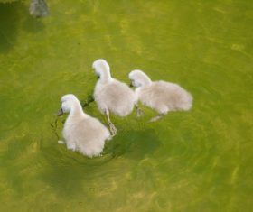Three ducklings in the river Stock Photo