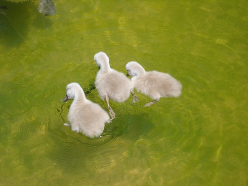 Three ducklings in the river Stock Photo