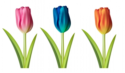 Tulip flower Free vector