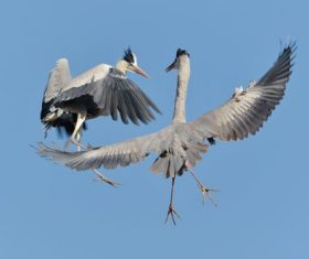 Two flying herons Stock Photo