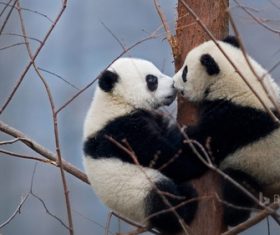 Two little pandas climbing to the tree Stock Photo