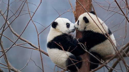 Two little pandas climbing to the tree Stock Photo