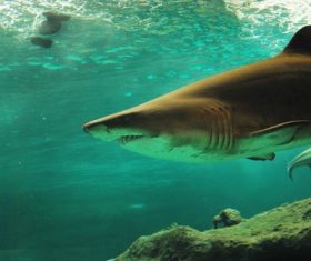 Underwater shooting shark Stock Photo 01