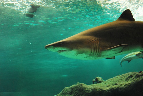 Underwater shooting shark Stock Photo 01