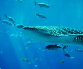 Underwater shooting shark Stock Photo 02