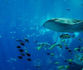 Underwater shooting shark Stock Photo 03