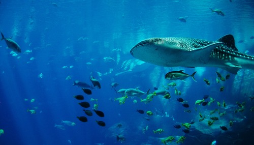 Underwater shooting shark Stock Photo 03