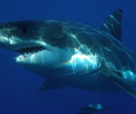 Underwater shooting shark Stock Photo 04