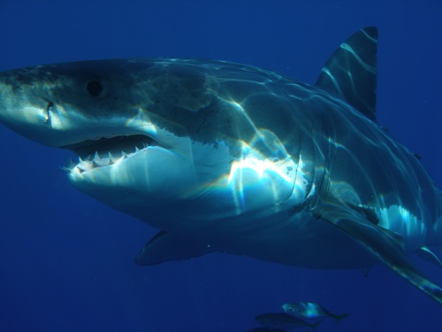 Underwater shooting shark Stock Photo 04