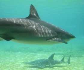 Underwater shooting shark Stock Photo 05