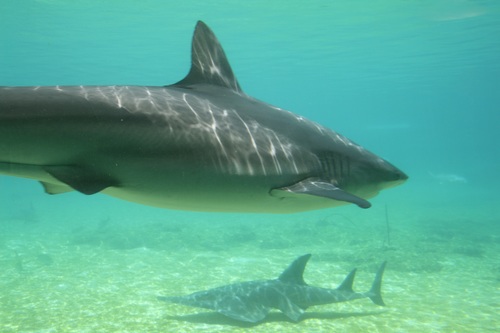 Underwater shooting shark Stock Photo 05