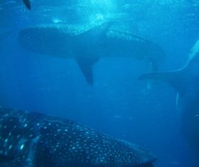 Underwater shooting shark Stock Photo 06