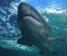 Underwater shooting shark Stock Photo 07