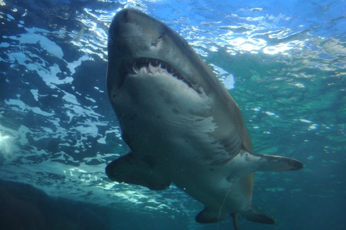 Underwater shooting shark Stock Photo 07