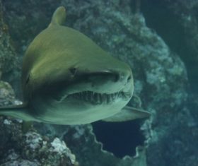 Underwater shooting shark Stock Photo 08