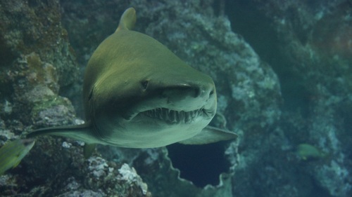 Underwater shooting shark Stock Photo 08