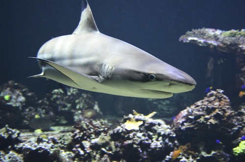 Underwater shooting shark Stock Photo 09