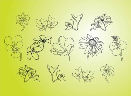 Flower Illustrations vector