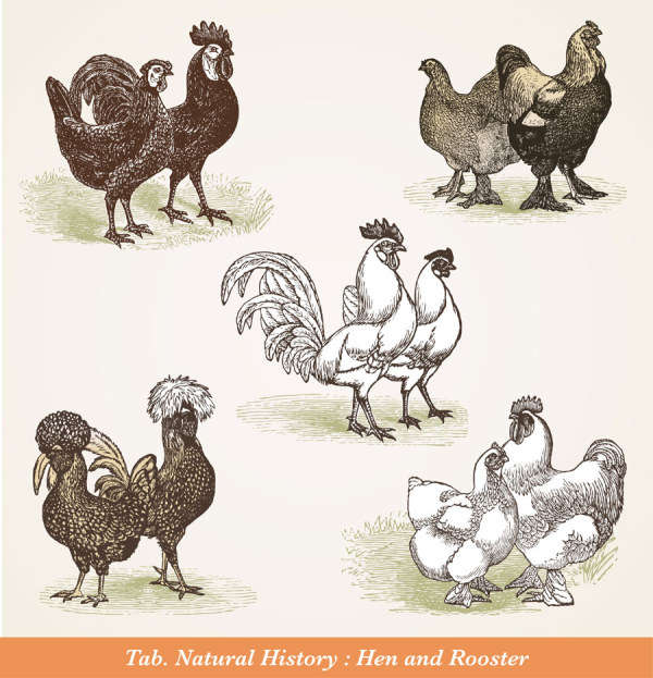 Vintage chicken graphic 1 vectors graphics