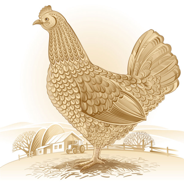 chicken illustration vintage