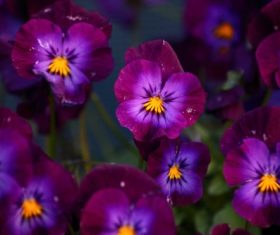 Violet flowers Stock Photo