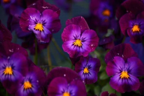 Violet flowers Stock Photo