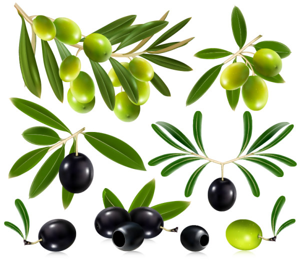Vivid Olives 1 vector graphic