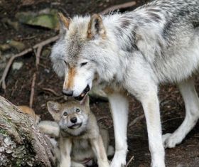 Wild wolf feeding young wolf Stock Photo