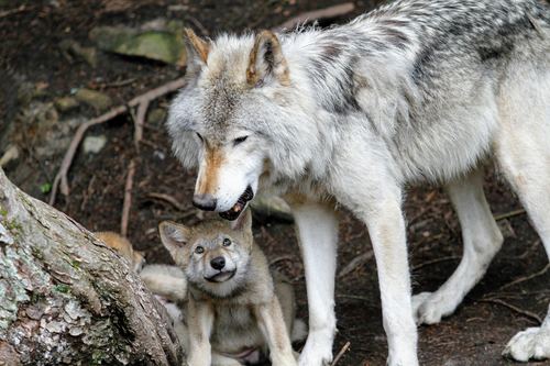 Wild wolf feeding young wolf Stock Photo