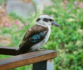 a kingfisher Stock Photo