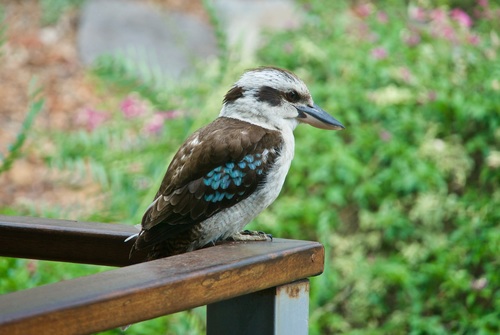 a kingfisher Stock Photo