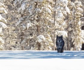 a wolf in the forest snow Stock Photo