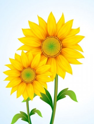 beautiful sun flower vector