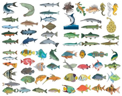 fish graphic vector